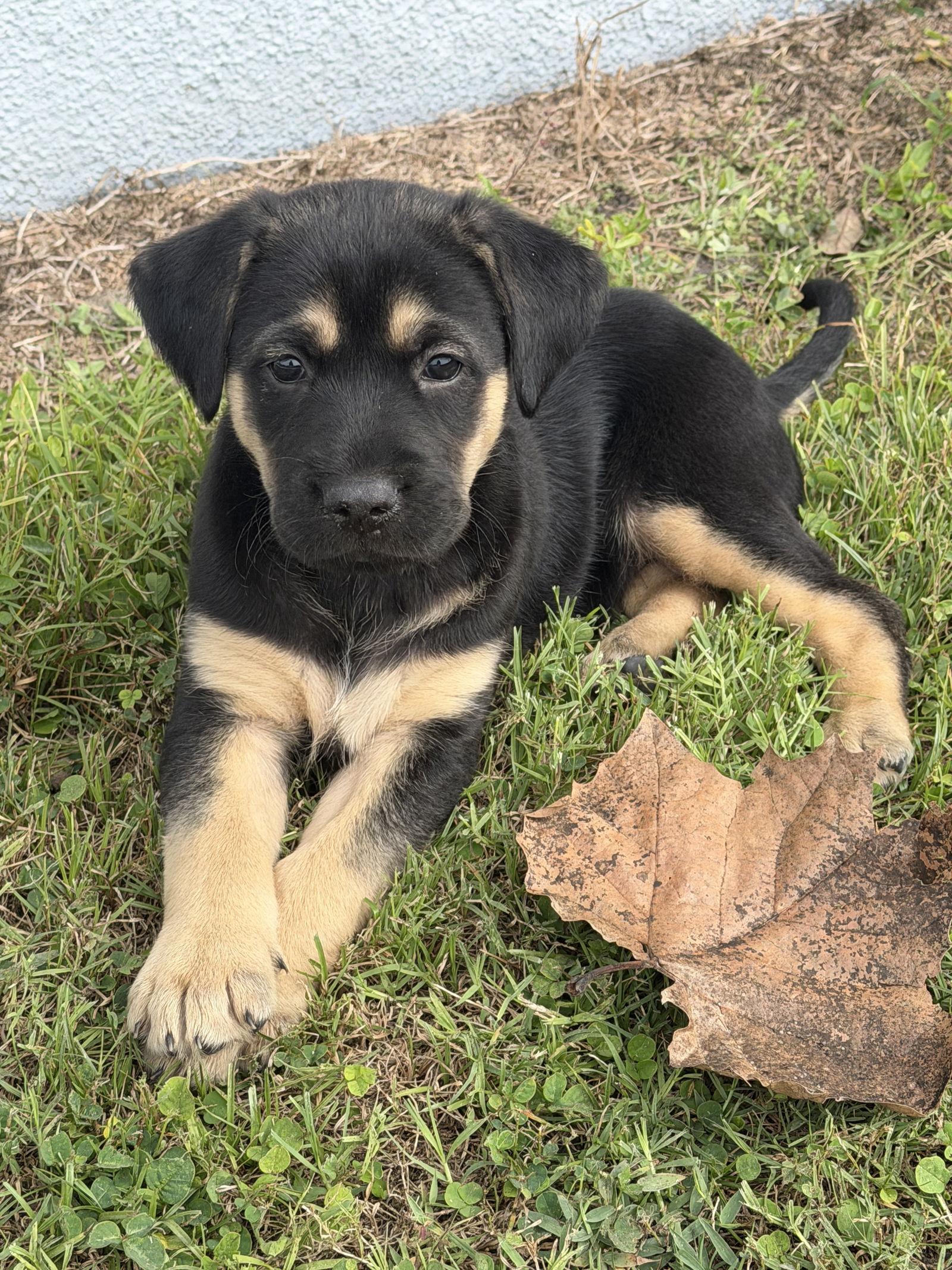 Enlarge Iris Joan, a Adoptable Australian Shepherd in Valrico, FL image 1/3