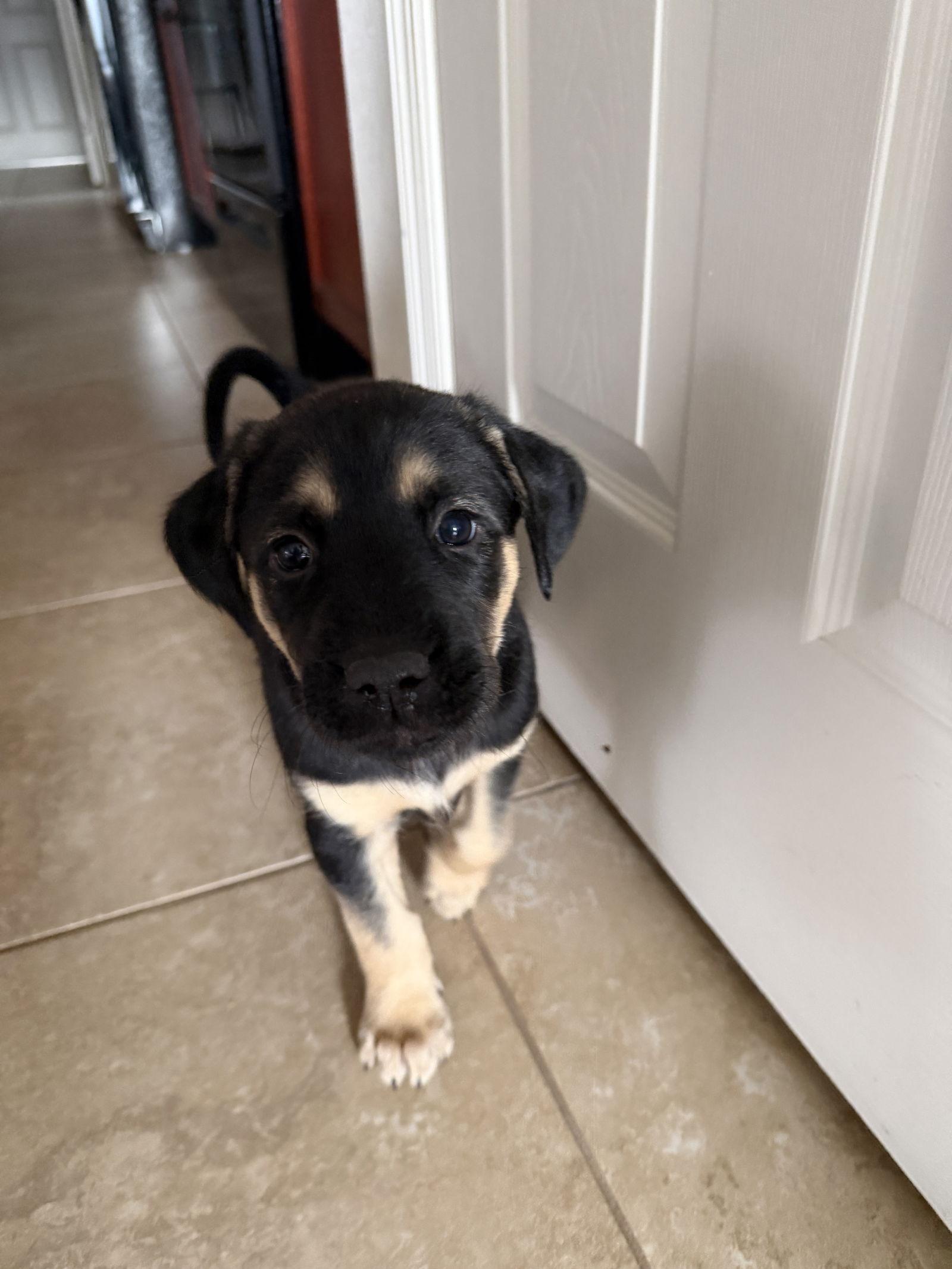 Enlarge Iris Joan, a Adoptable Australian Shepherd in Valrico, FL image 3/3