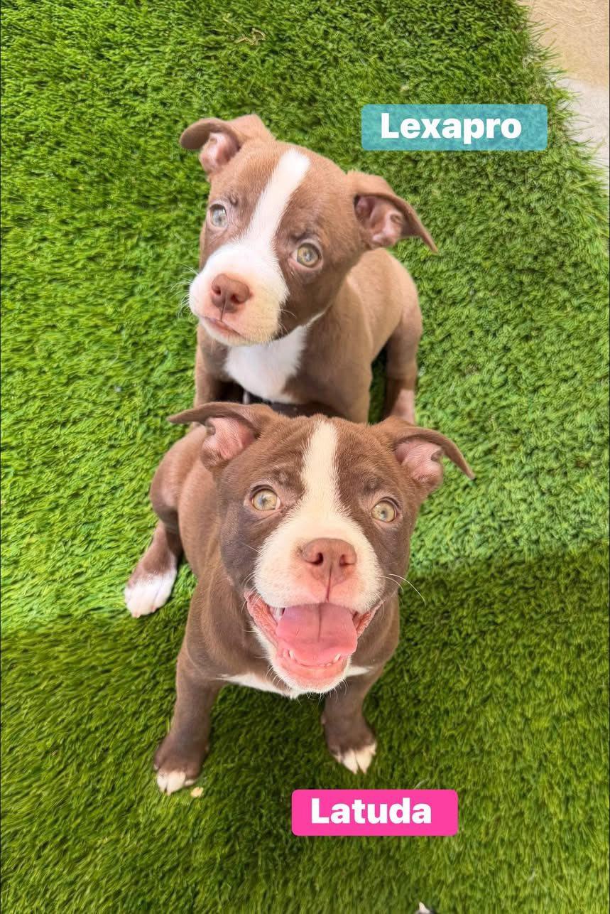 Latuda, Adoptable, Puppy Female Staffordshire Bull Terrier & Pug.