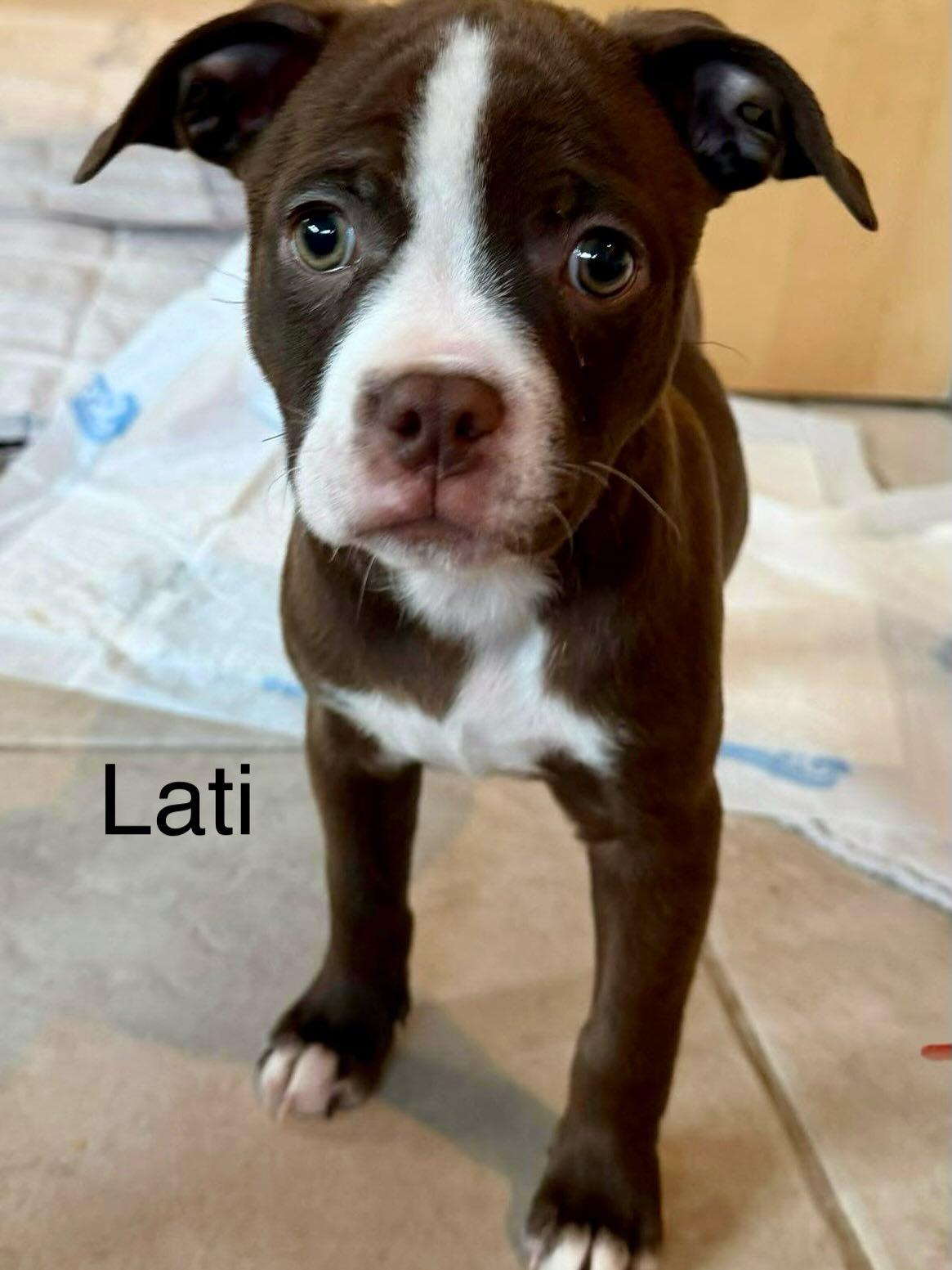 Enlarge Latuda, a Adoptable mixed breed in Phoenix, AZ image 2/2