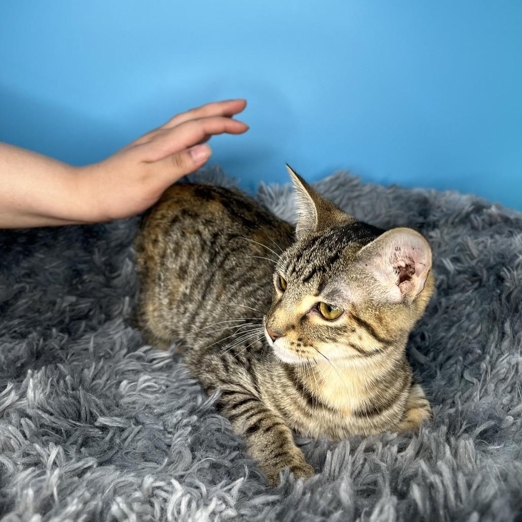 Susie, Adoptable, Young Female Domestic Short Hair.