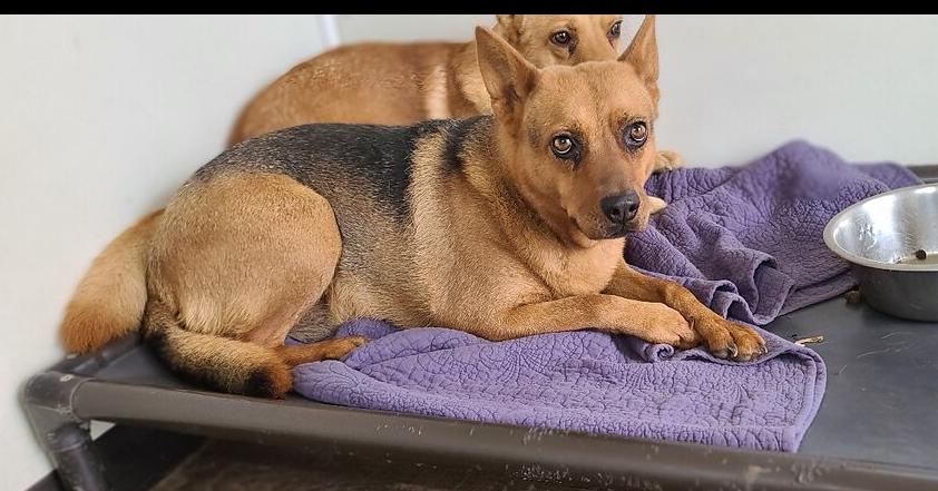 Enlarge Daisy, a Adoptable mixed breed in Santa Rosa, CA image 1/3