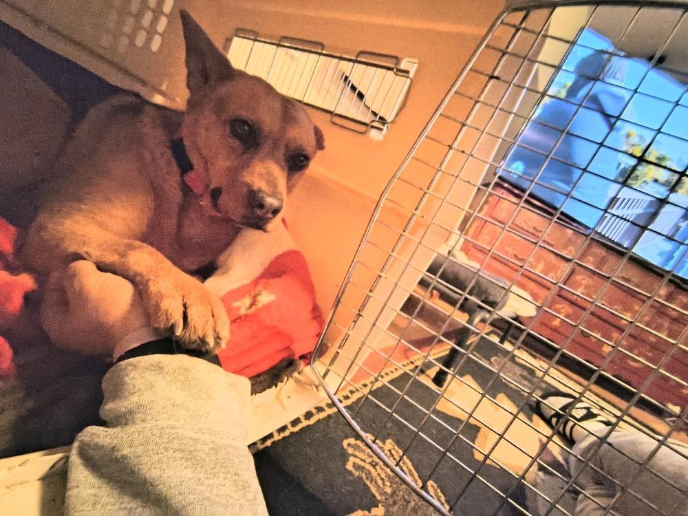 Daisy, a Adoptable mixed breed in Santa Rosa, CA image 2/6