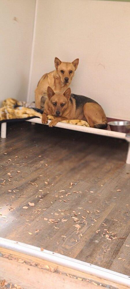 Enlarge Daisy, a Adoptable mixed breed in Santa Rosa, CA image 3/3