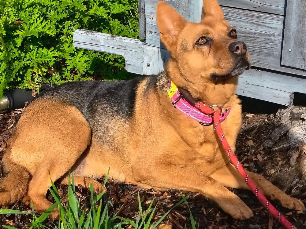 Daisy, a Adoptable mixed breed in Santa Rosa, CA image 5/6