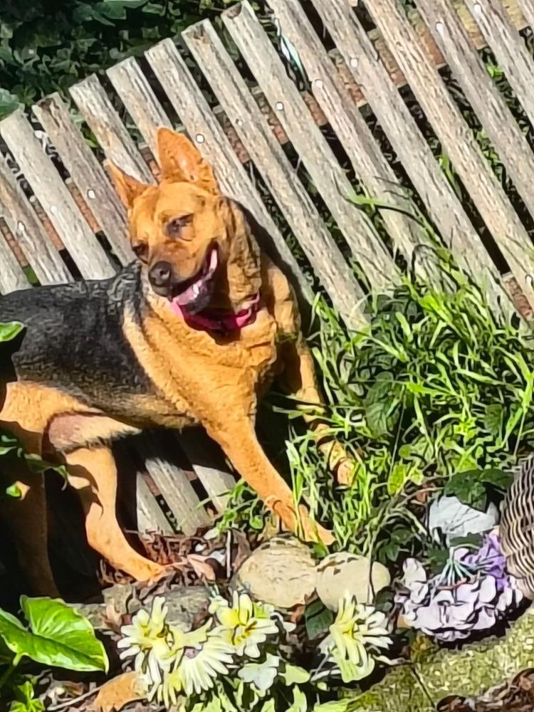 Daisy, a Adoptable mixed breed in Santa Rosa, CA image 6/6