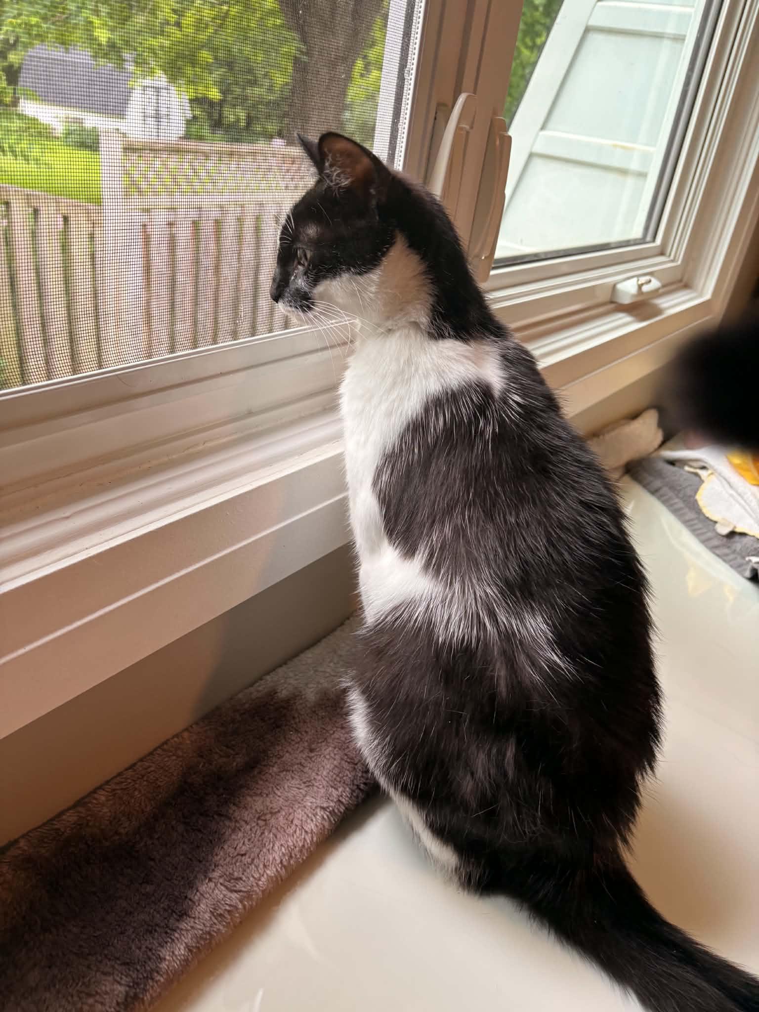 Paloma, a ADOPTABLE Domestic Short Hair in Shakespeare, ON image 3/6