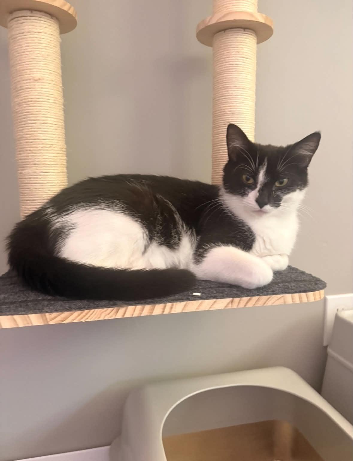 Paloma, ADOPTABLE, Young Female Domestic Short Hair.