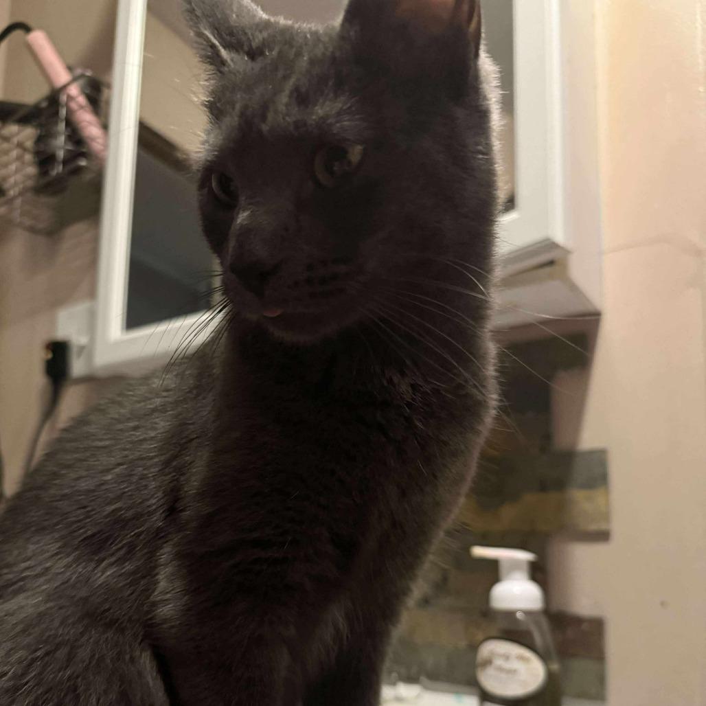 OG Gracie, Adoptable, Young Female Domestic Medium Hair.