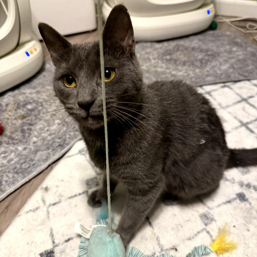 Enlarge OG Gracie, a Adoptable Domestic Medium Hair in Ringtown, PA image 2/5