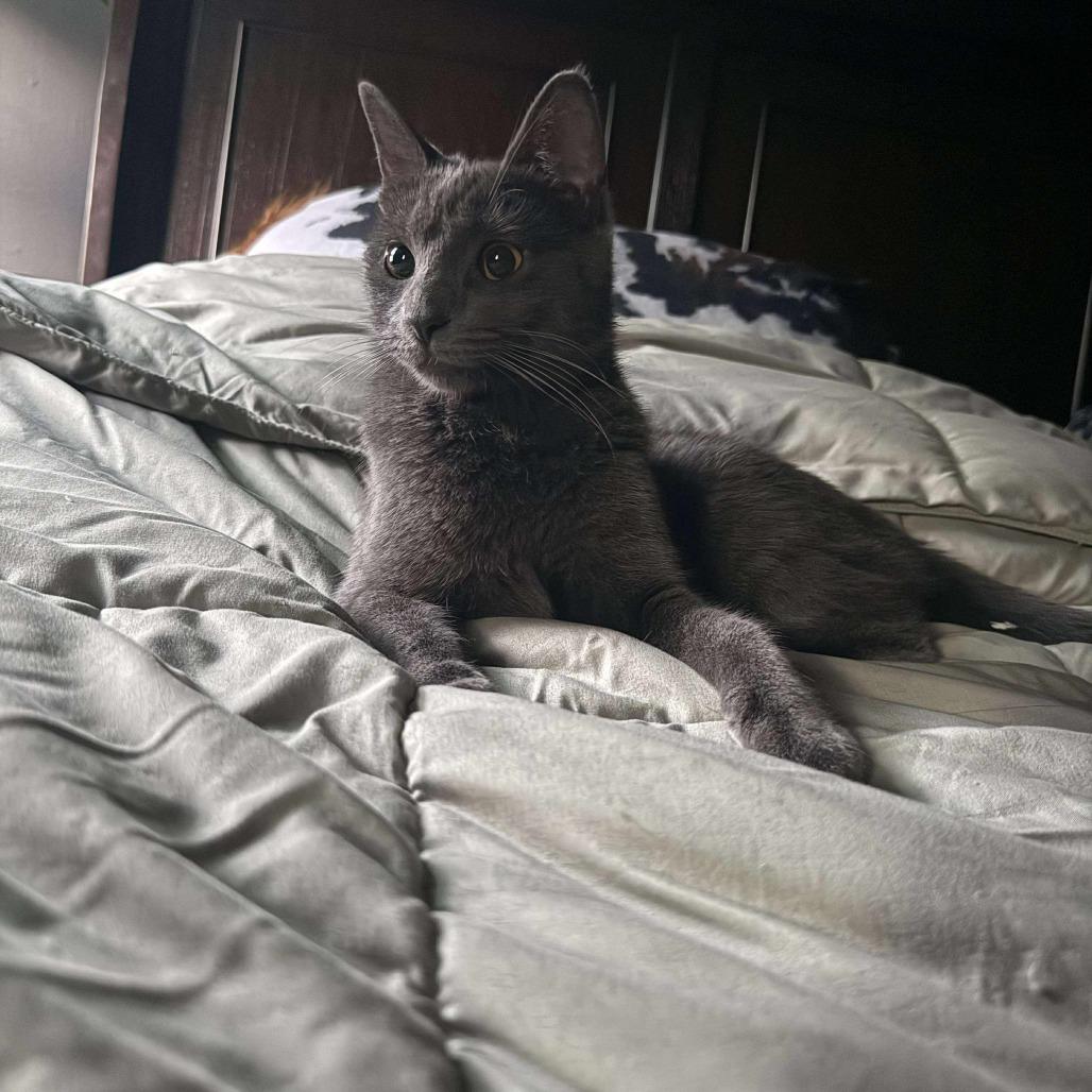 Enlarge OG Gracie, a Adoptable Domestic Medium Hair in Ringtown, PA image 2/3