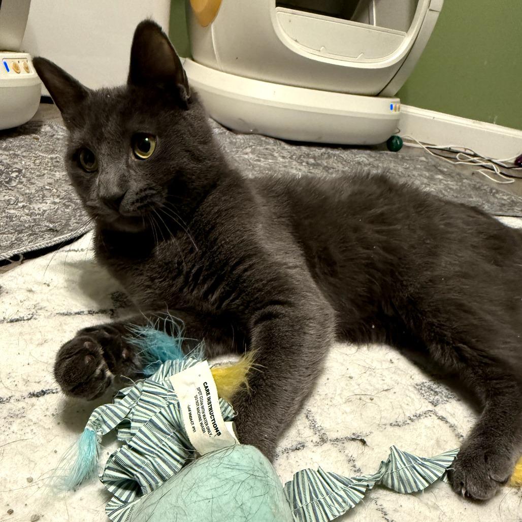 Enlarge OG Gracie, a Adoptable Domestic Medium Hair in Ringtown, PA image 5/5