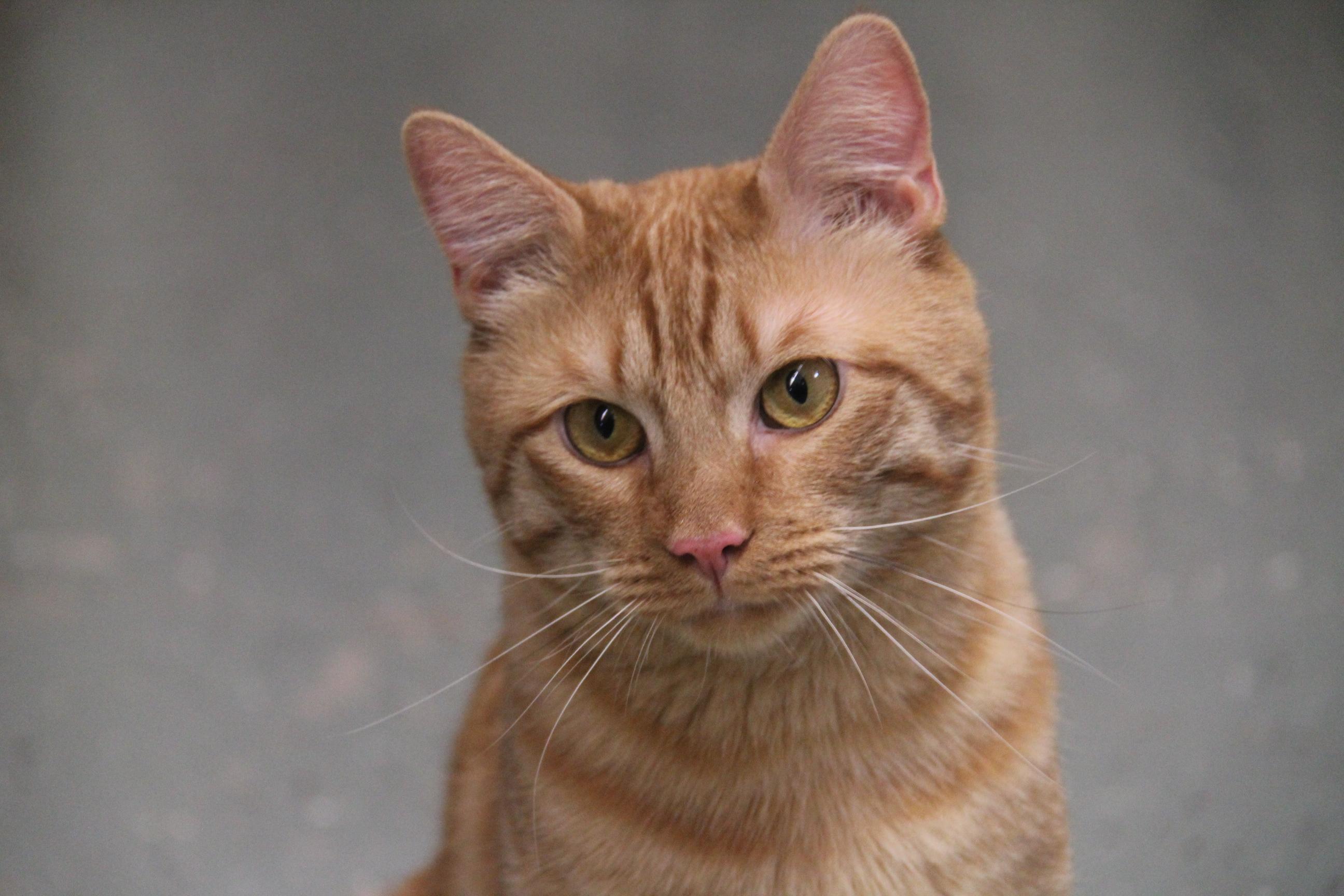 Enlarge Amiri, a ADOPTABLE Domestic Short Hair in Norton, MA image 1/1
