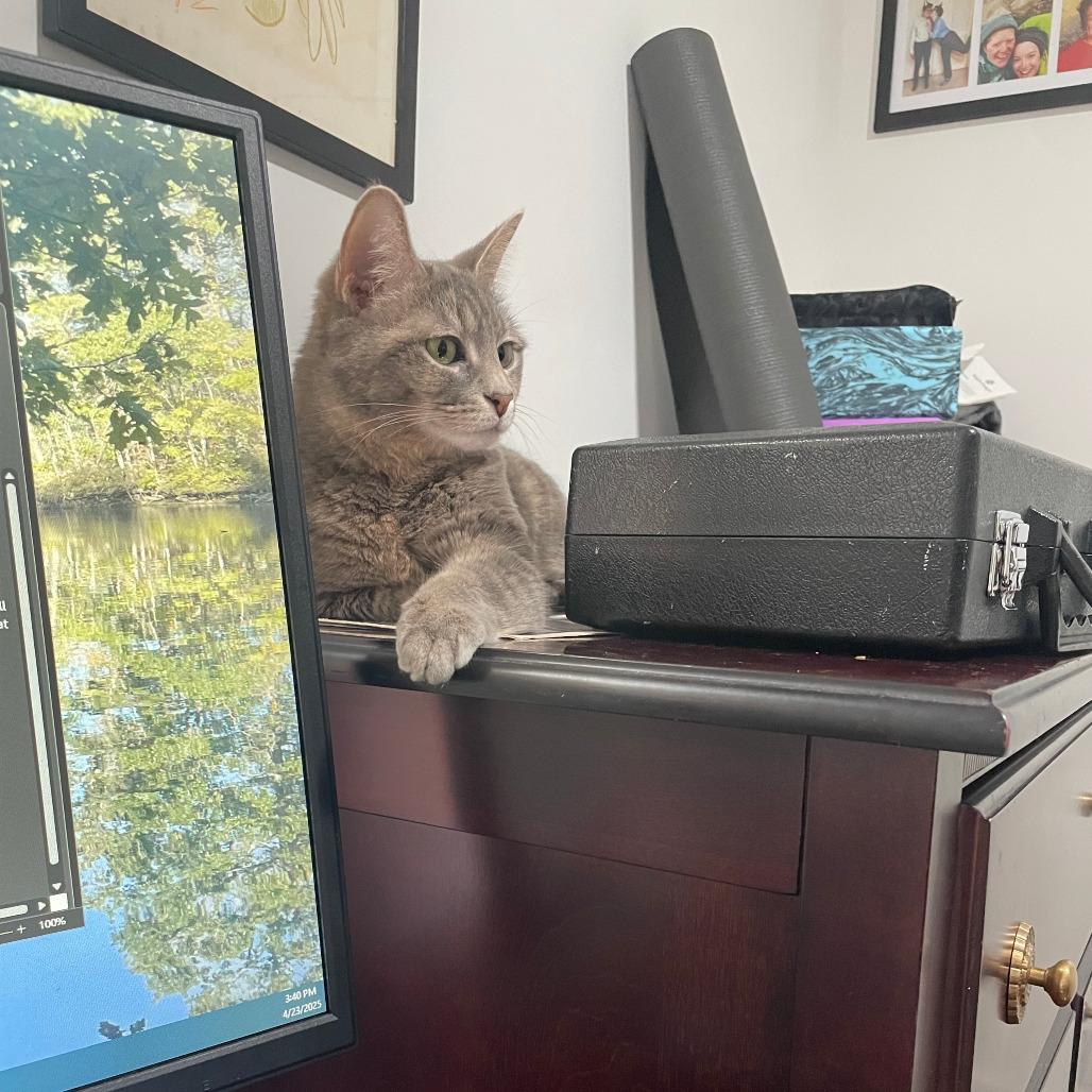 Enlarge Betty "Boo", a Adoptable Domestic Short Hair in Reisterstown, MD image 1/6