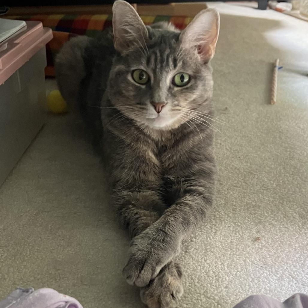 Enlarge Betty "Boo", a Adoptable Domestic Short Hair in Reisterstown, MD image 2/6