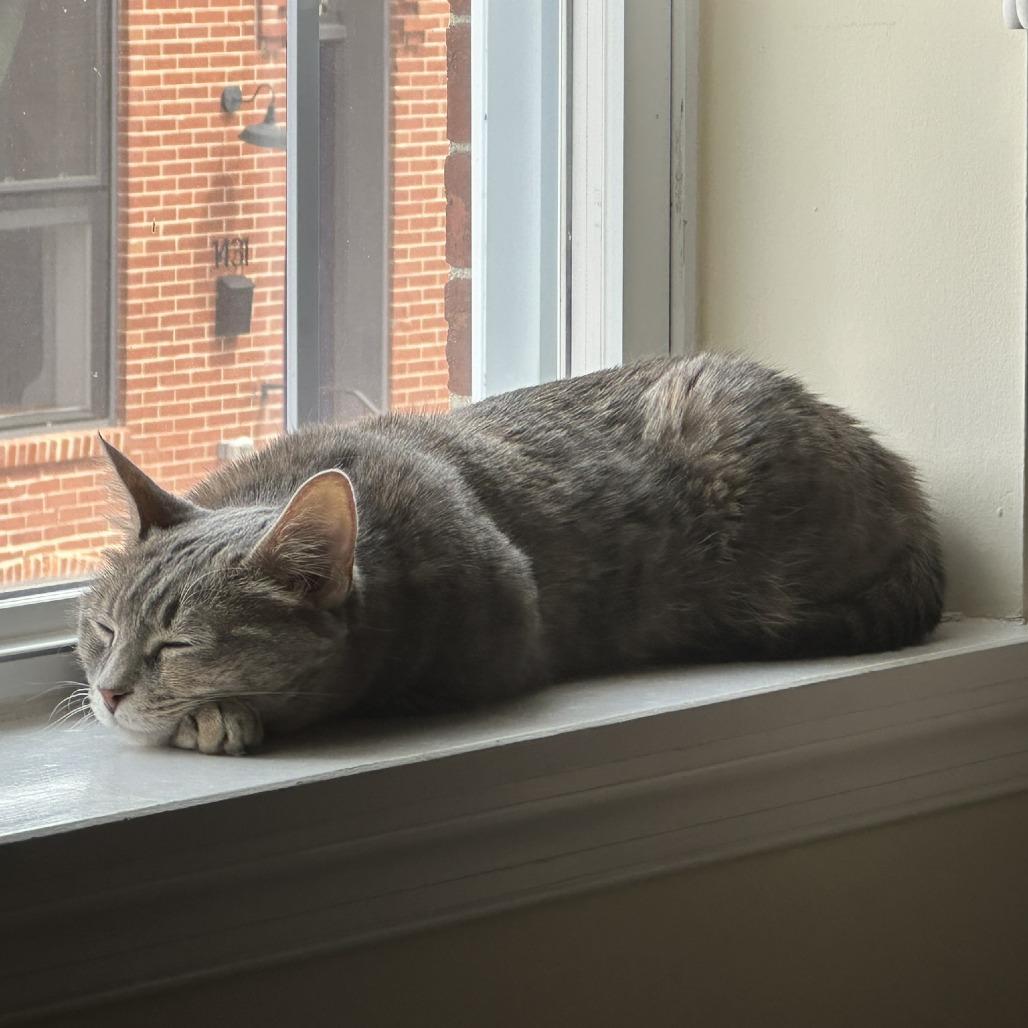 Enlarge Betty "Boo", a Adoptable Domestic Short Hair in Reisterstown, MD image 2/5
