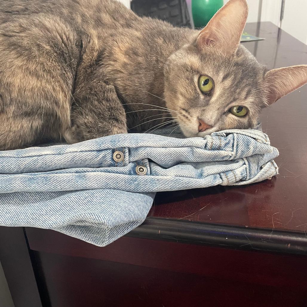 Enlarge Betty "Boo", a Adoptable Domestic Short Hair in Reisterstown, MD image 3/6