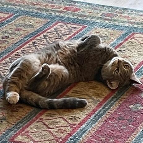 Enlarge Betty "Boo", a Adoptable Domestic Short Hair in Reisterstown, MD image 4/6