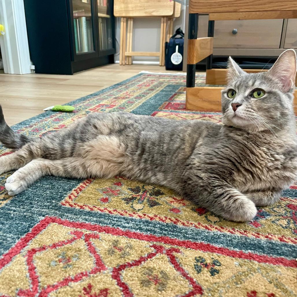 Enlarge Betty "Boo", a Adoptable Domestic Short Hair in Reisterstown, MD image 5/6