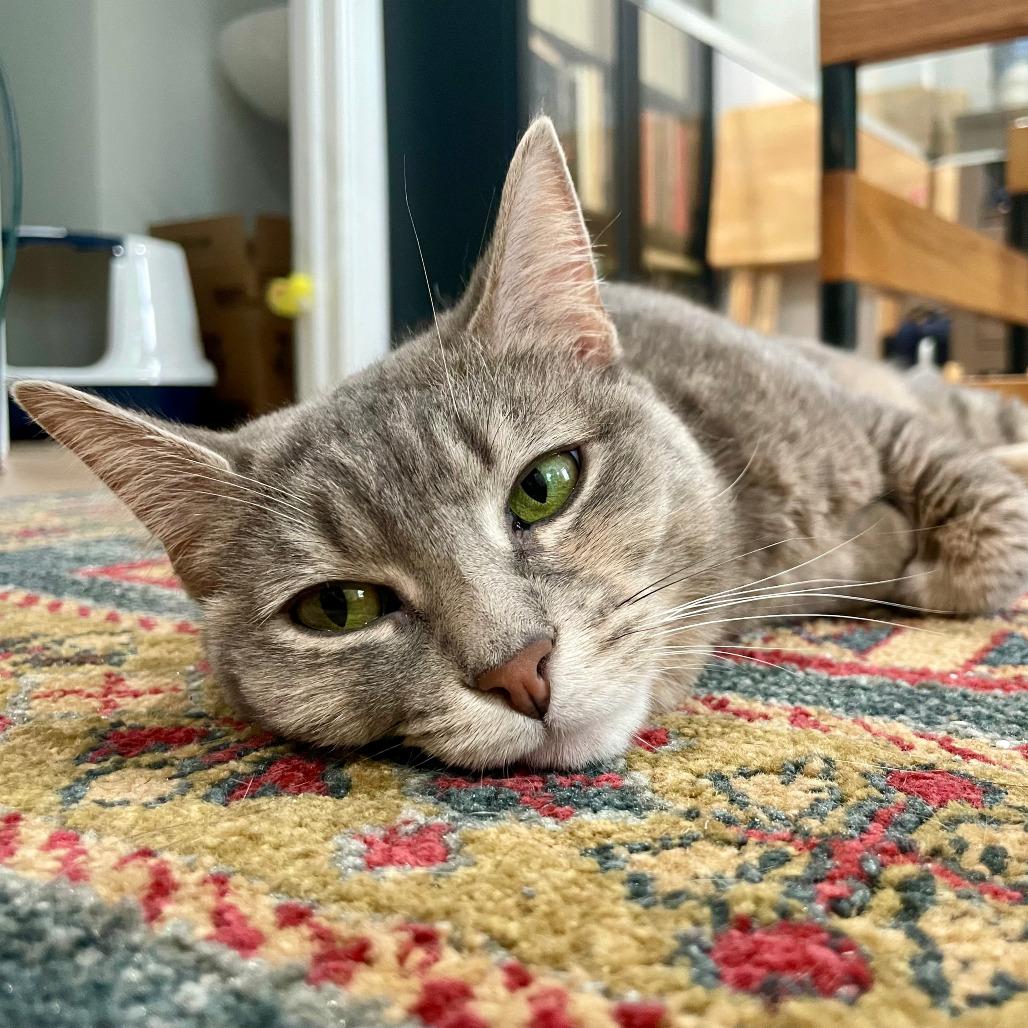 Enlarge Betty "Boo", a Adoptable Domestic Short Hair in Reisterstown, MD image 6/6