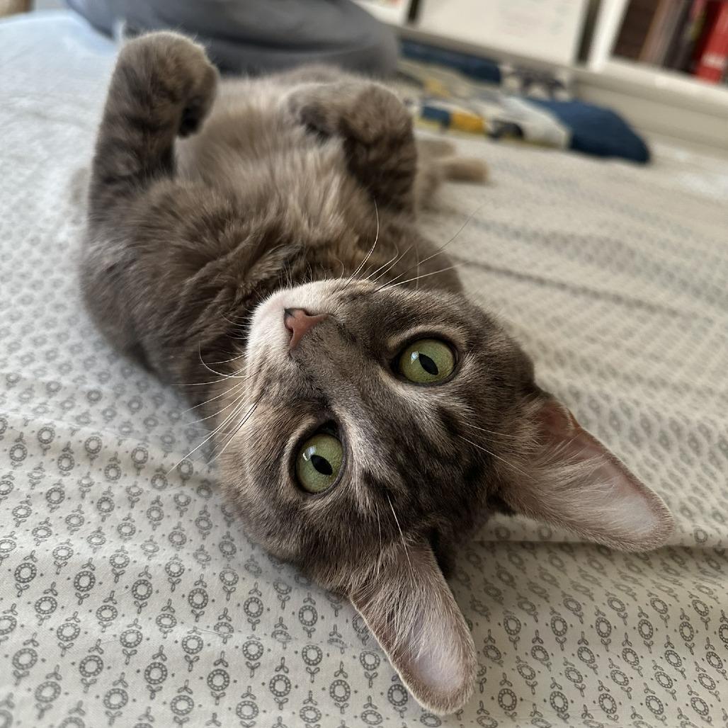 Enlarge Betty "Boo", a Adoptable Domestic Short Hair in Reisterstown, MD image 4/5