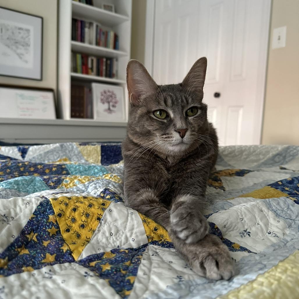 Enlarge Betty "Boo", a Adoptable Domestic Short Hair in Reisterstown, MD image 5/5