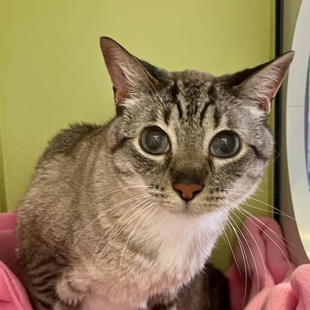 Clover, Adoptable, Senior Male Domestic Short Hair.