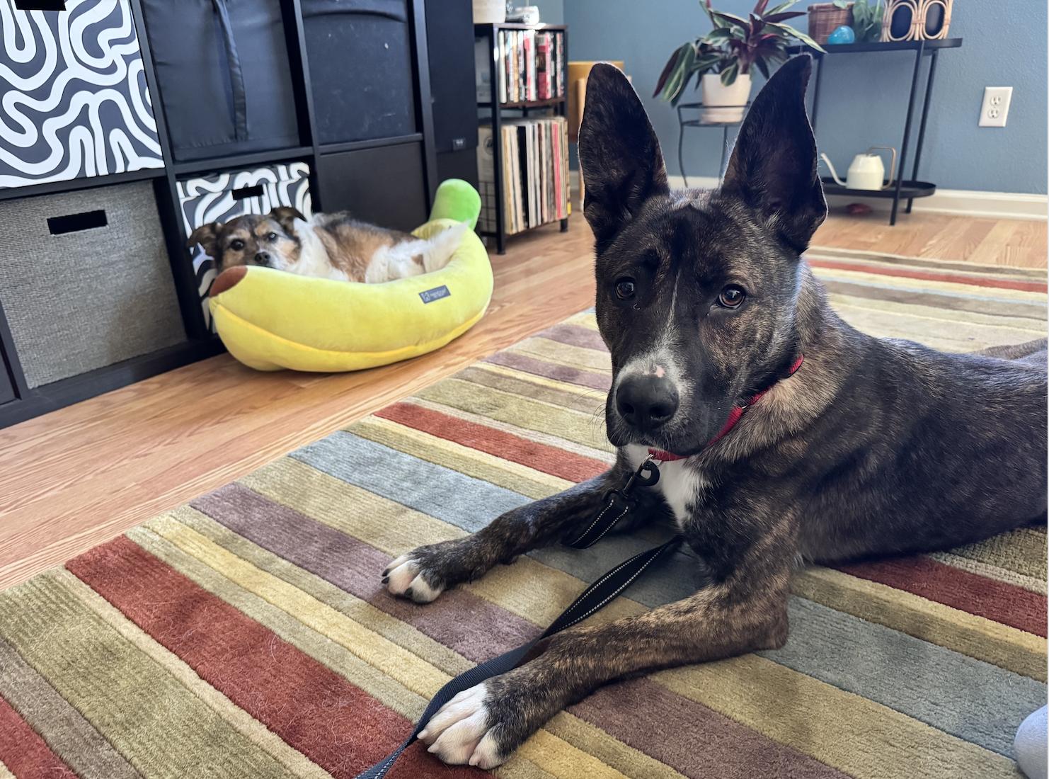 Enlarge Tabitha, a ADOPTABLE mixed breed in Davis, CA image 4/6