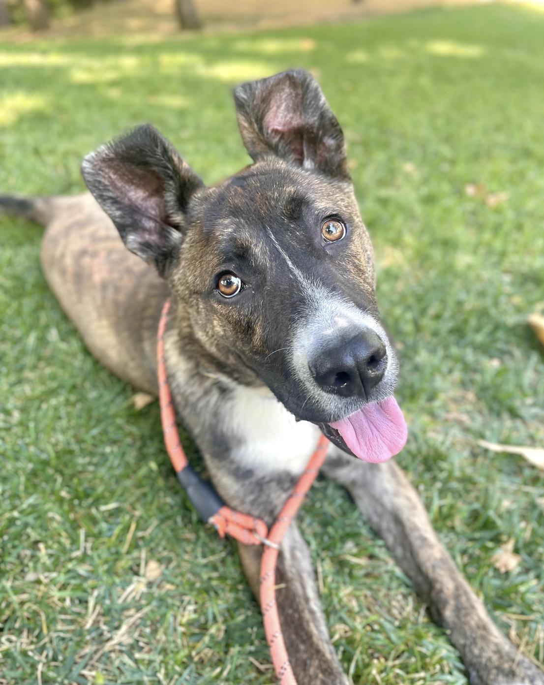 Enlarge Tabitha, a ADOPTABLE mixed breed in Davis, CA image 1/6