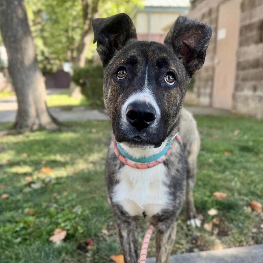 Enlarge Tabitha, a ADOPTABLE mixed breed in Davis, CA image 1/6