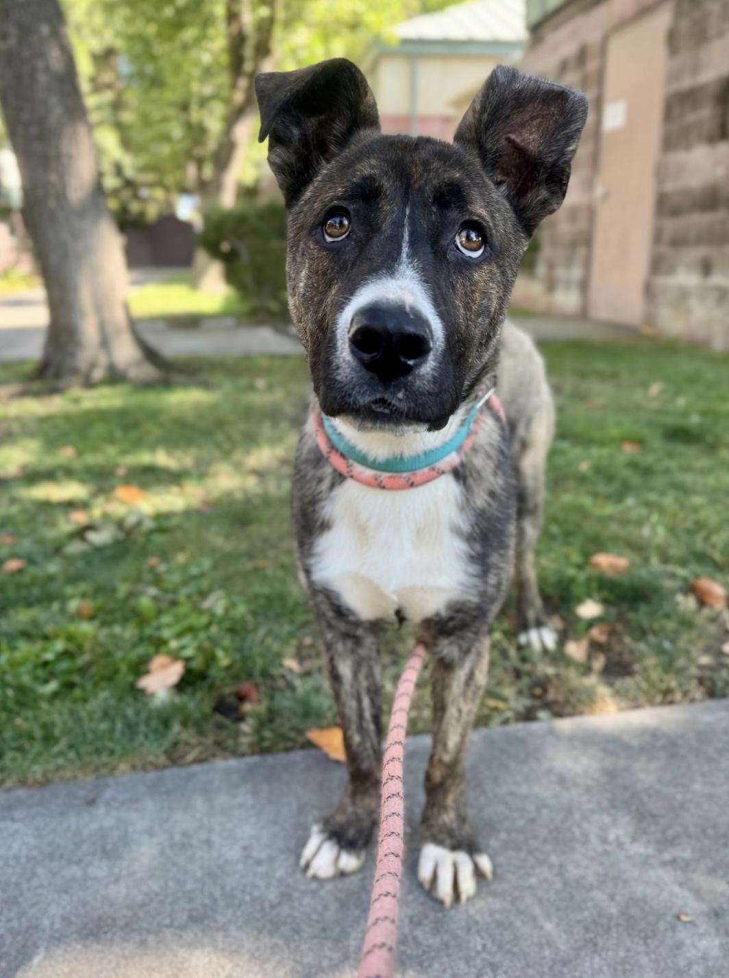 Enlarge Tabitha, a ADOPTABLE mixed breed in Davis, CA image 2/6