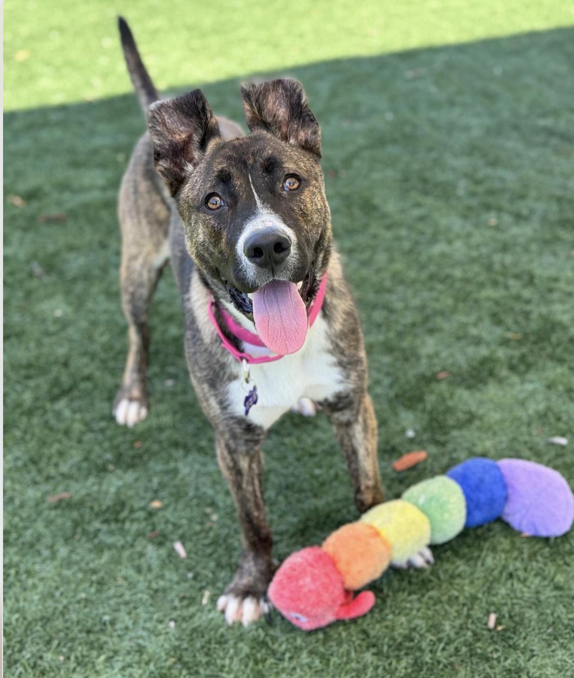 Tabitha, ADOPTABLE, Young Female German Shepherd Dog & Husky.