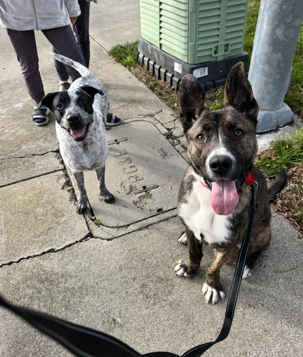 Enlarge Tabitha, a ADOPTABLE mixed breed in Davis, CA image 5/6