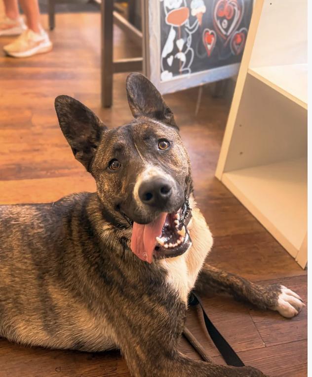 Enlarge Tabitha, a ADOPTABLE mixed breed in Davis, CA image 3/6