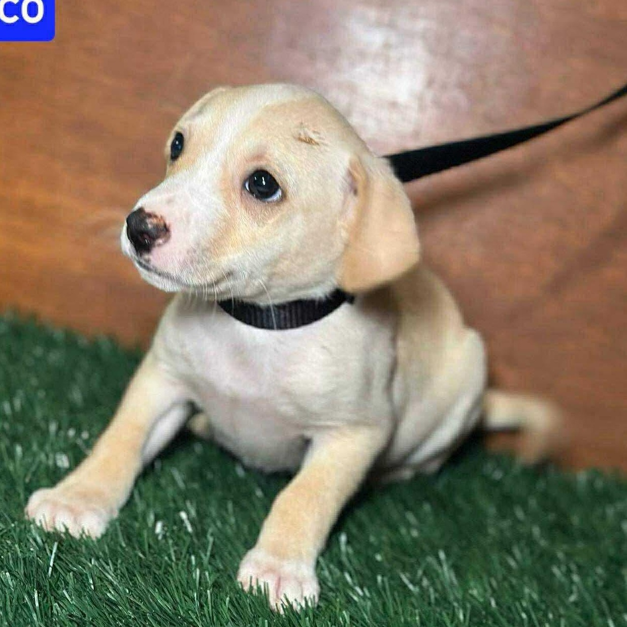 Coco #2, Baby Male Mixed Breed