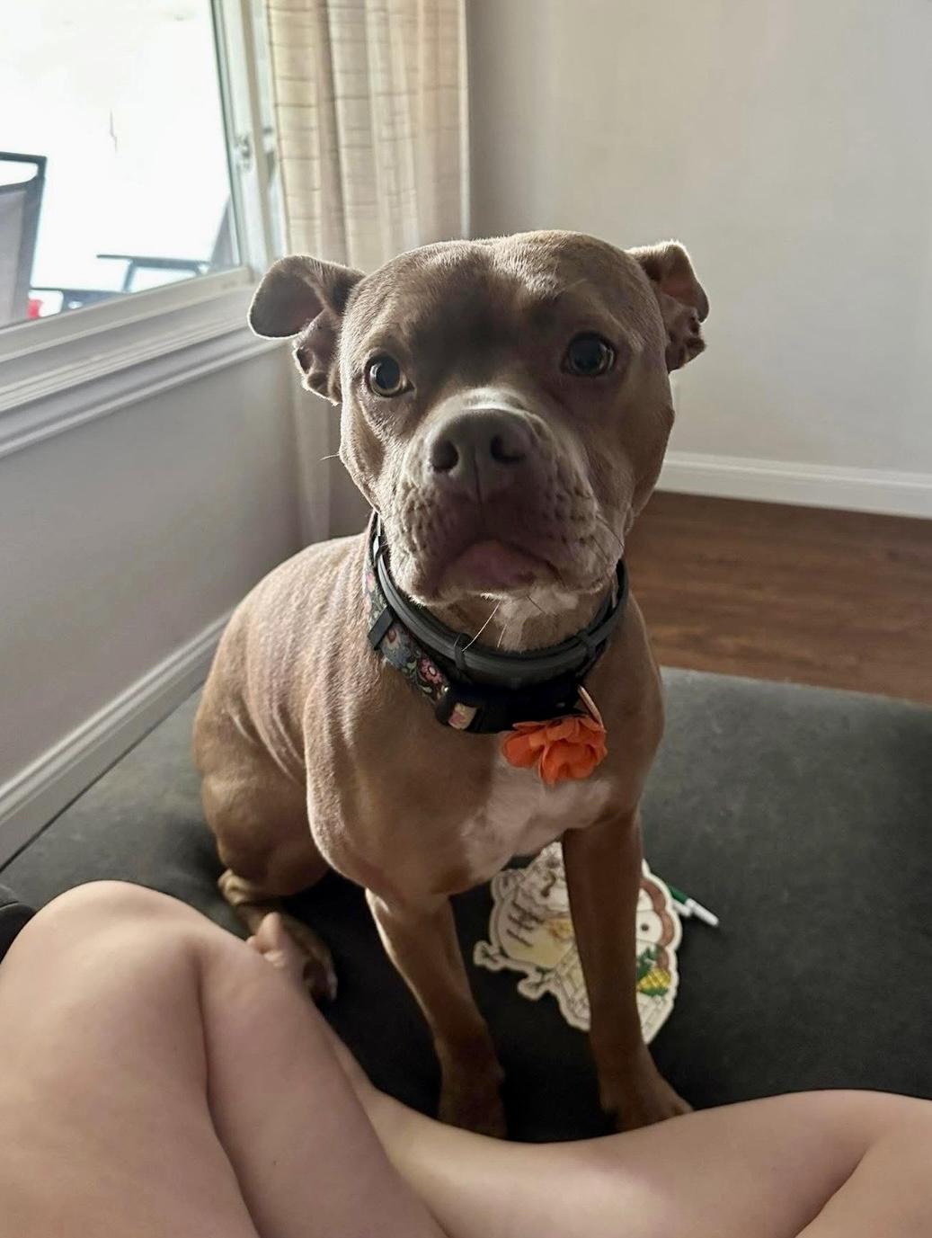 Smoosh (CP), Adoptable, Adult Female Pit Bull Terrier.