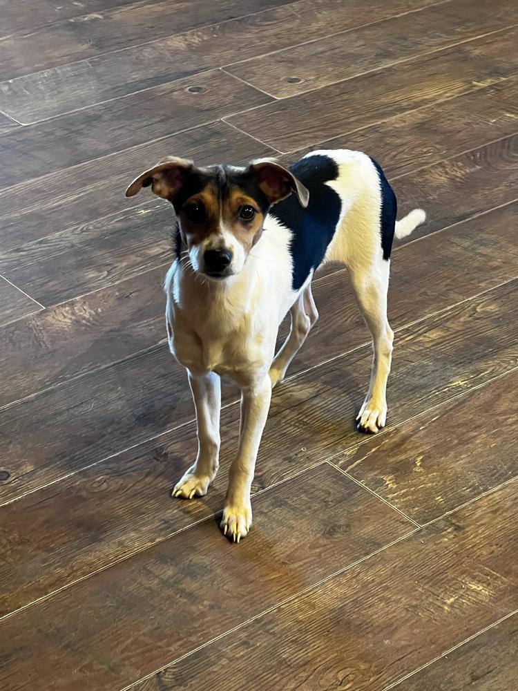 Enlarge Bitsy, a Adopted mixed breed in Oakwood, TX image 1/4