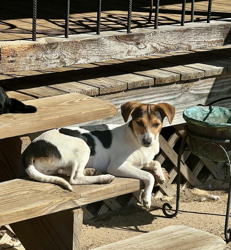 Enlarge Bitsy, a Adopted mixed breed in Oakwood, TX image 2/4