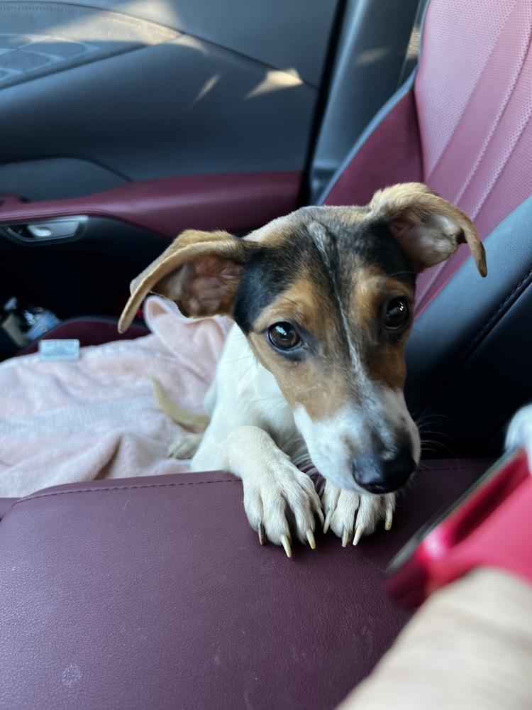 Enlarge Bitsy, a Adopted mixed breed in Oakwood, TX image 4/4