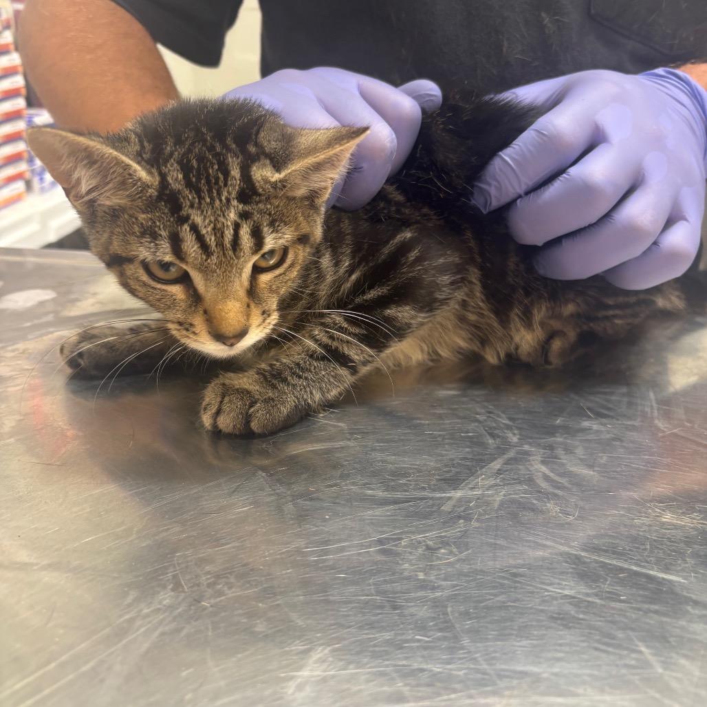Lobster, Adoptable, Kitten Female Domestic Medium Hair.
