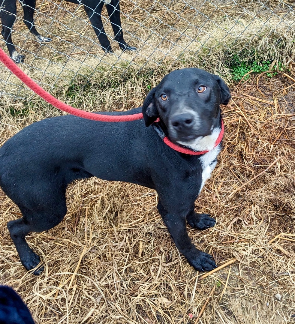 Harley, a Adoptable mixed breed in Manchester, NH image 1/4