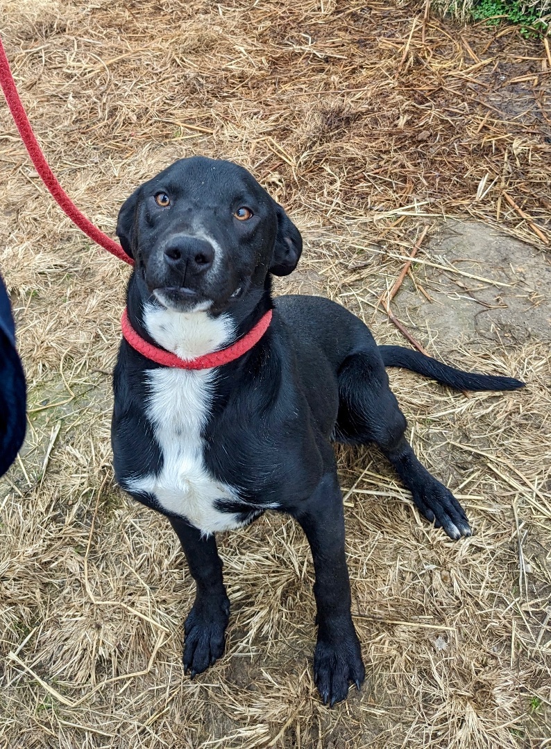 Harley, a Adoptable mixed breed in Manchester, NH image 2/4
