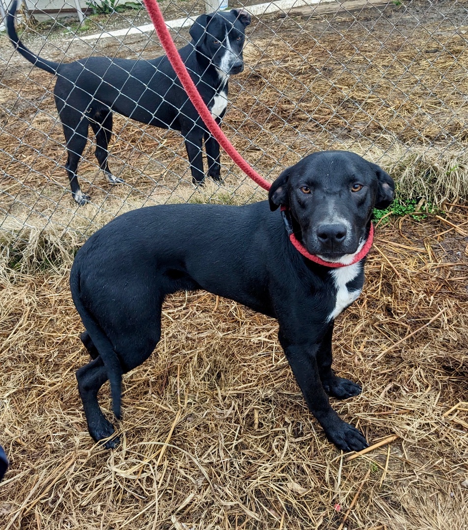 Harley, a Adoptable mixed breed in Manchester, NH image 3/4