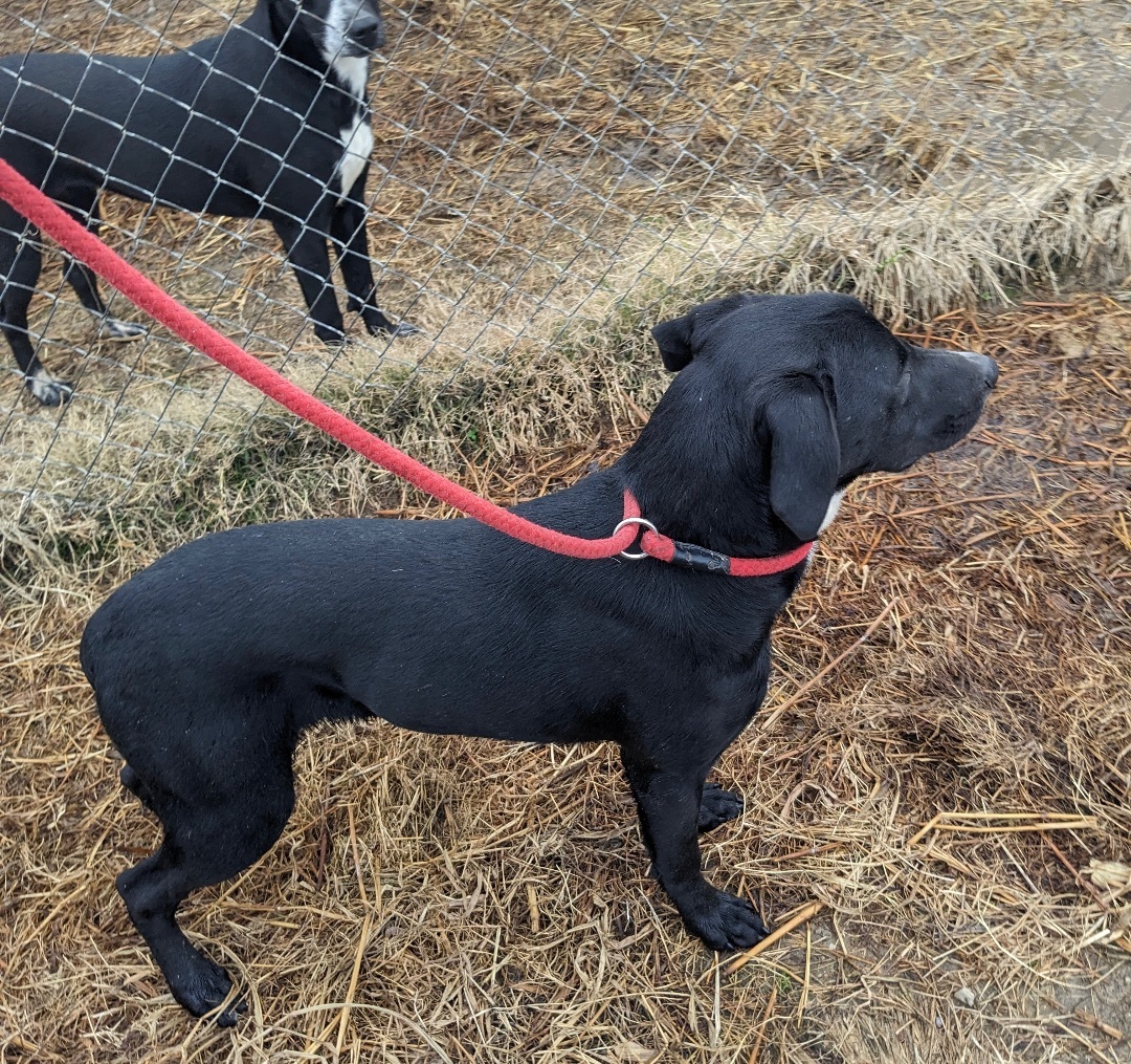 Harley, a Adoptable mixed breed in Manchester, NH image 4/4