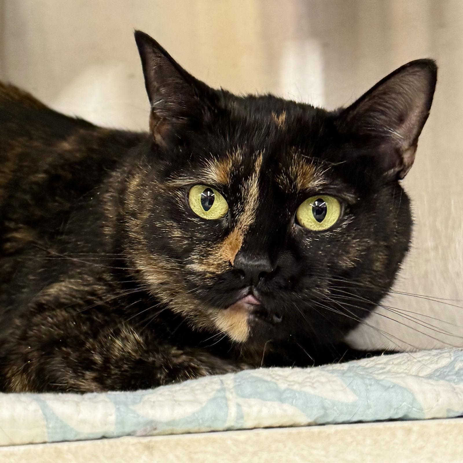 Jezebel, Adopted, Adult Female Domestic Short Hair & Tortoiseshell.
