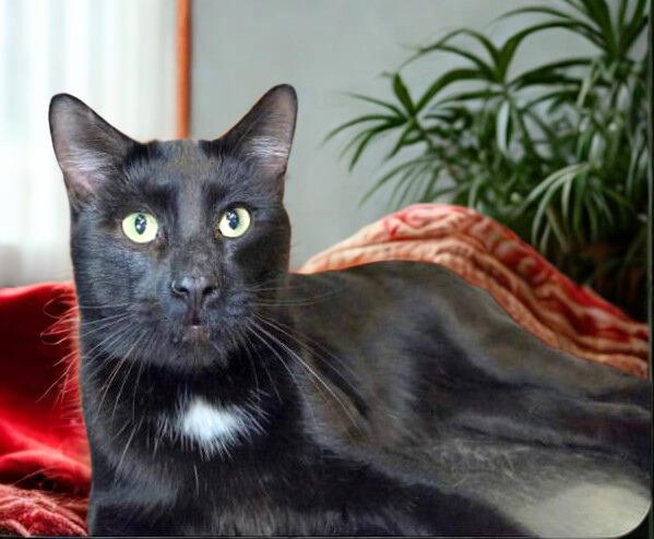 Enlarge Severide, a Adoptable Domestic Short Hair in Nottingham, MD image 1/1