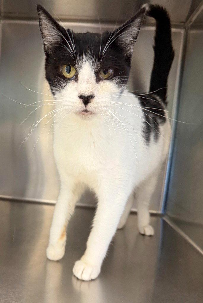 Enlarge Hetty, a Adoptable Domestic Short Hair in St. Helens, OR image 1/2