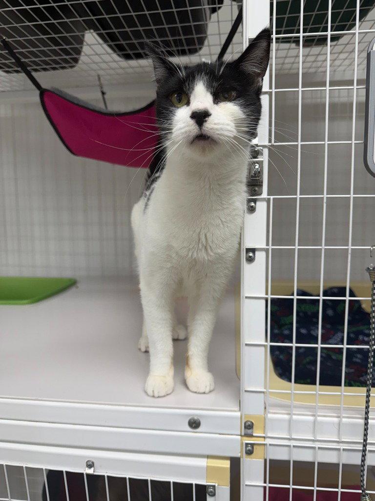 Enlarge Hetty, a Adoptable Domestic Short Hair in St. Helens, OR image 2/2