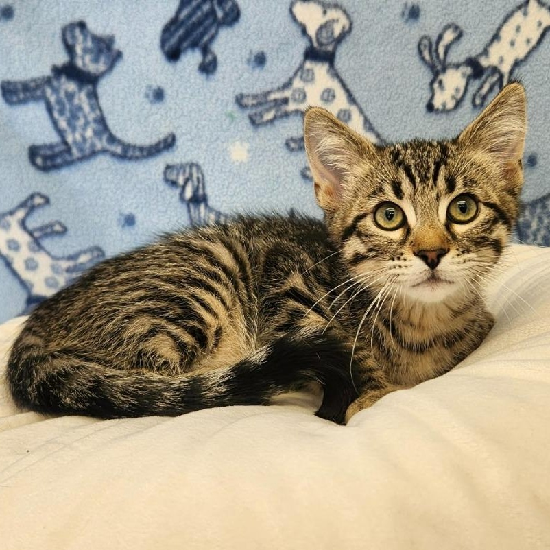 Dewey, adopted, Kitten Male Domestic Medium Hair.