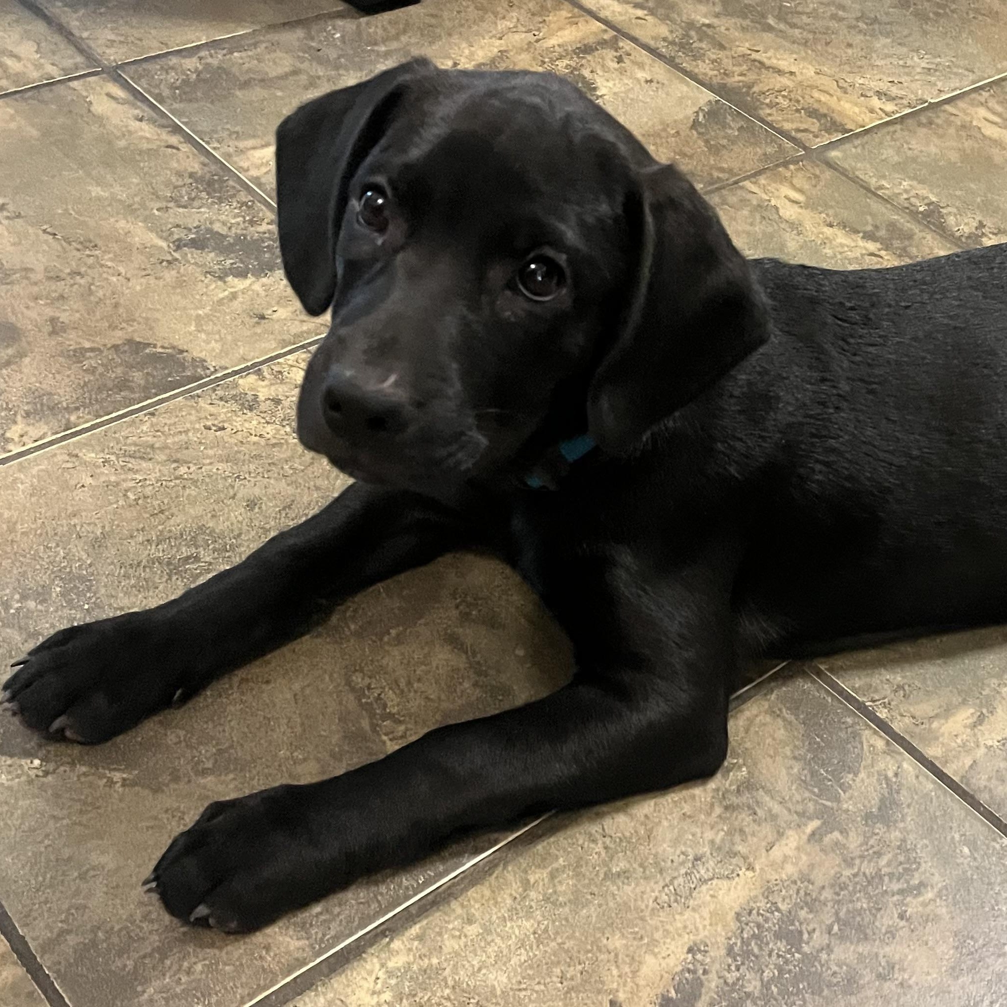 Bella, Adopted, Puppy Female Black Labrador Retriever & Hound.